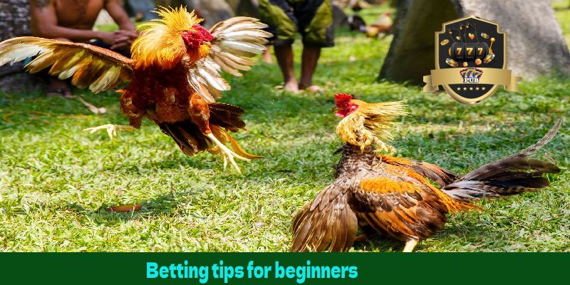 Betting tips for beginners