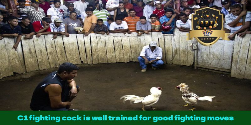 C1 fighting cock is well trained for good fighting moves