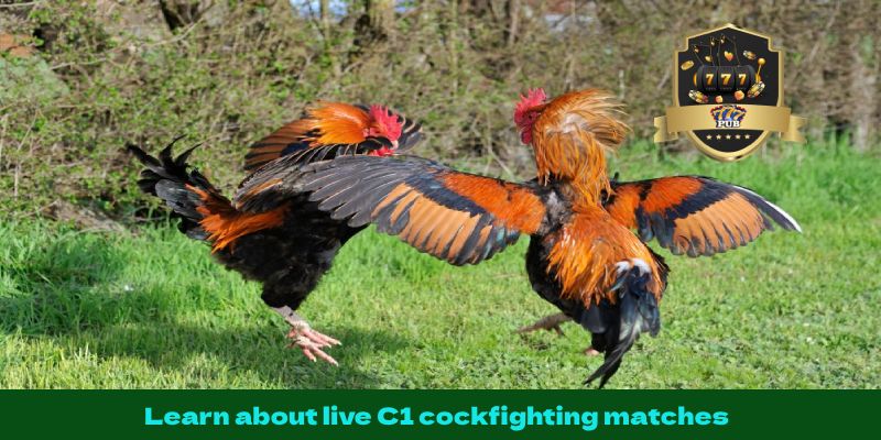 Learn about live C1 cockfighting matches
