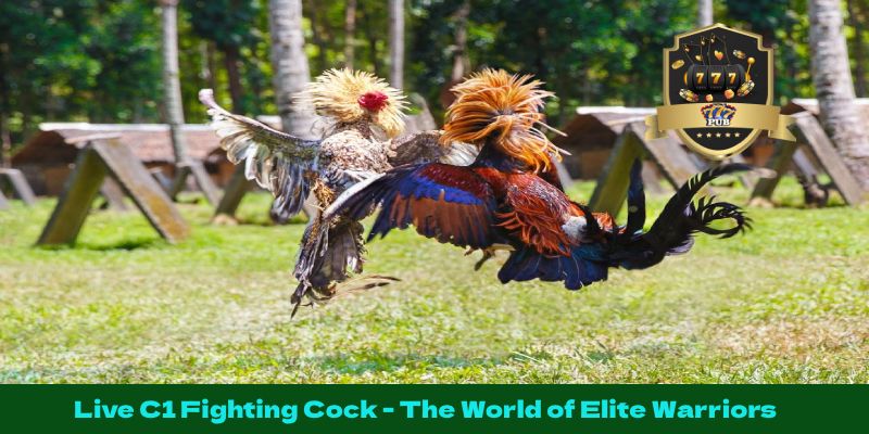 Live C1 Fighting Cock - The World of Elite Warriors