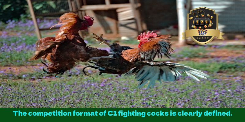 The competition format of C1 fighting cocks is clearly defined.