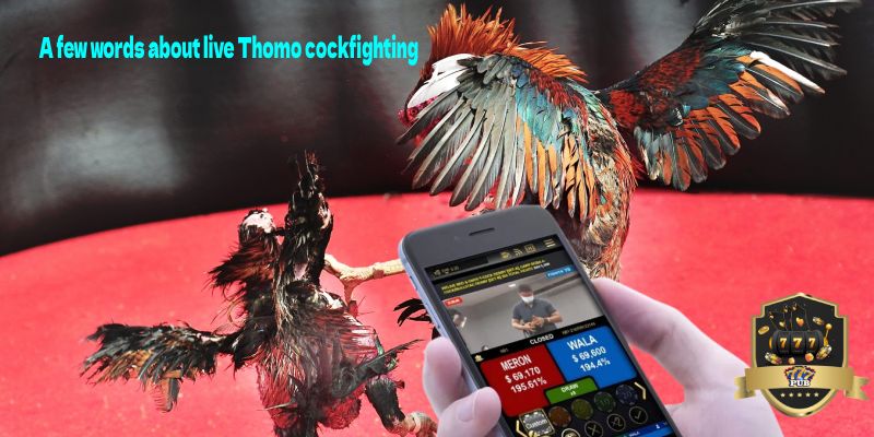 A few words about live Thomo cockfighting