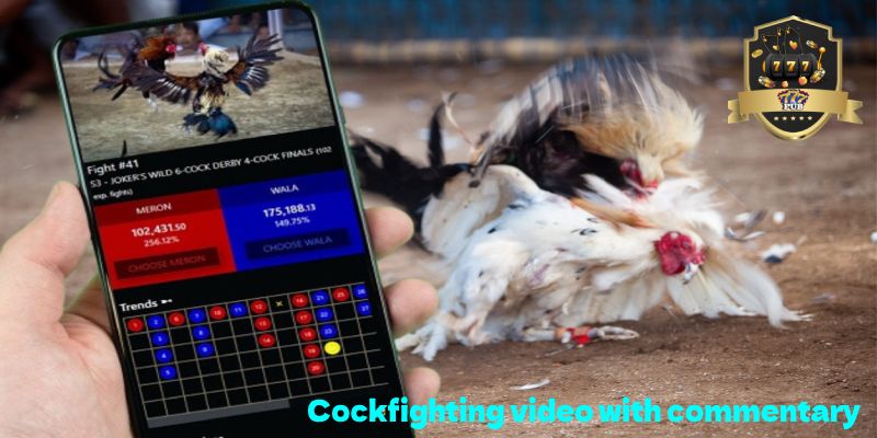 Cockfighting video with commentary