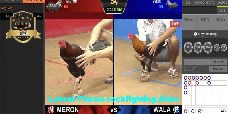 Latest Thomo cockfighting video