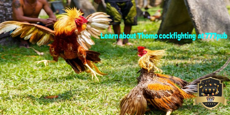 live thomo cockfighting 777pub