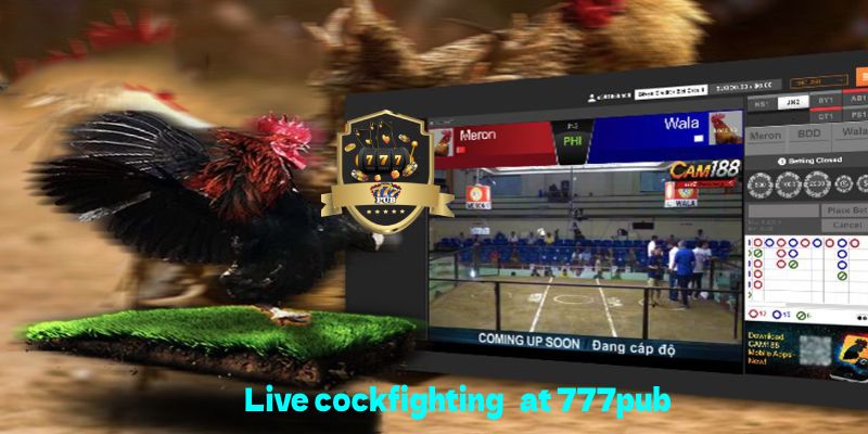 Live thomo cockfighting 777pub