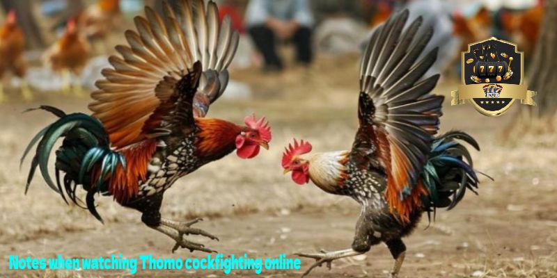 Notes when watching Thomo cockfighting online