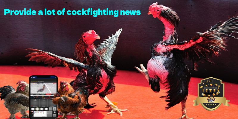 Provide a lot of cockfighting news